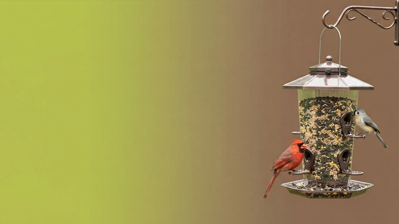 Bird Feeder