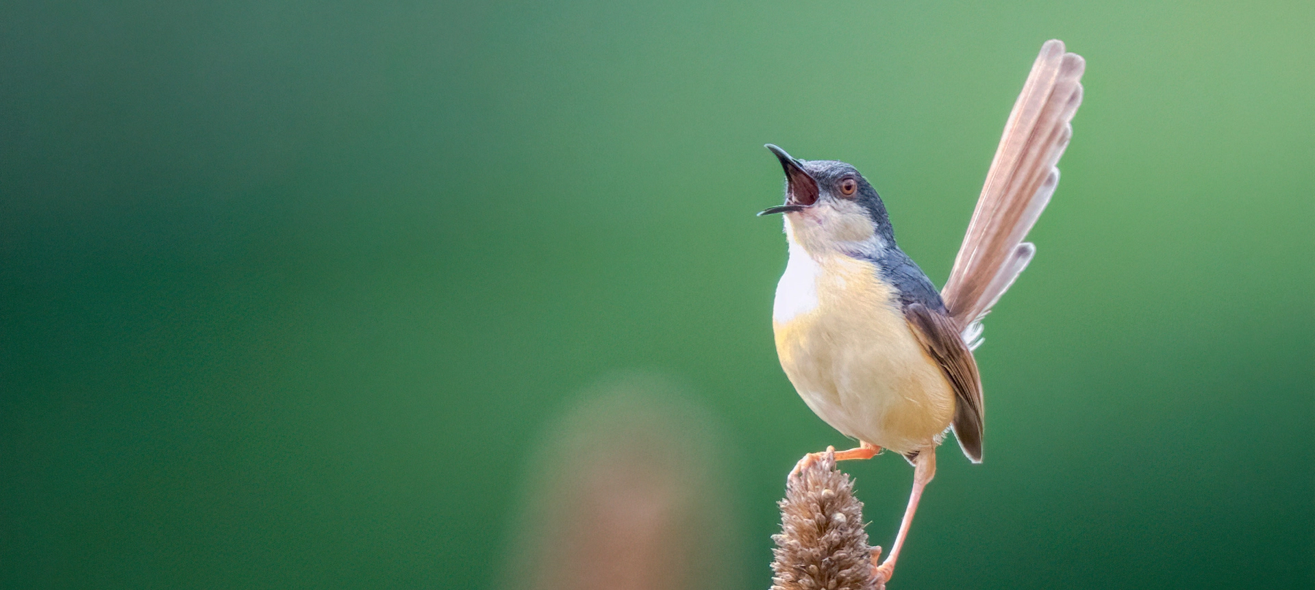 birds and me encyclopedia banner