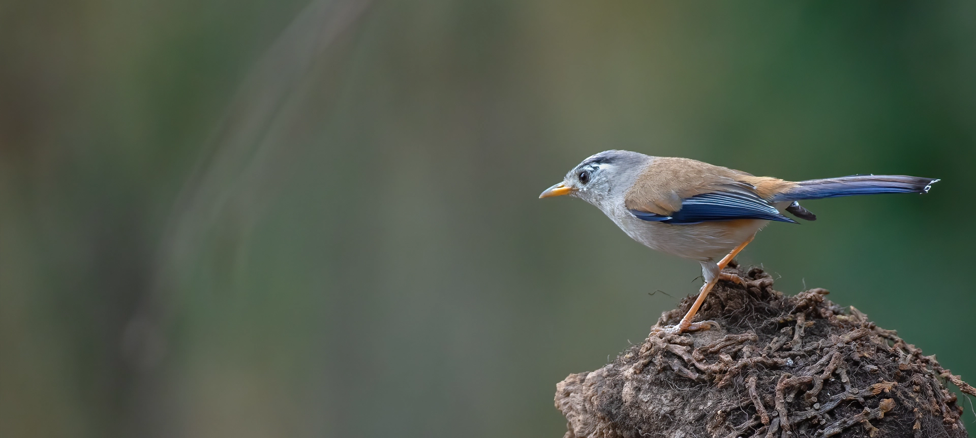 bird conservation rescue banner