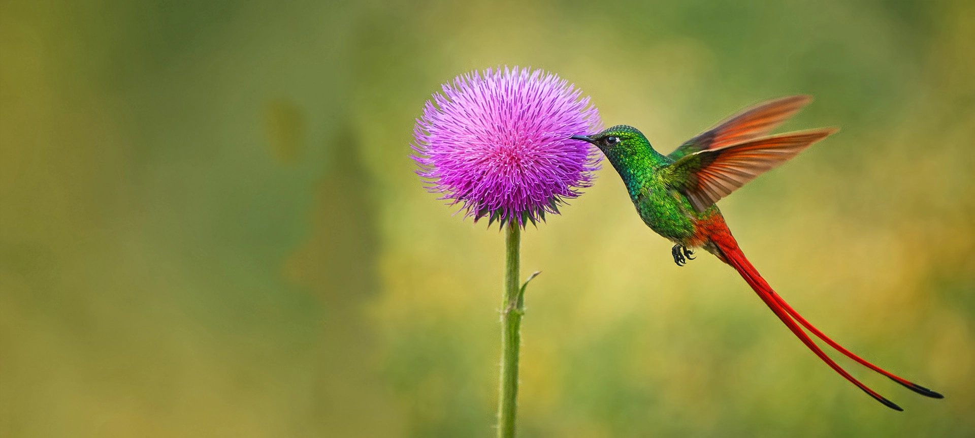 bird welfare fund banner