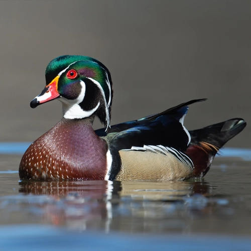 Duck-like Birds