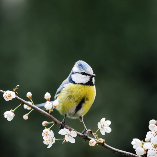 Perching Birds