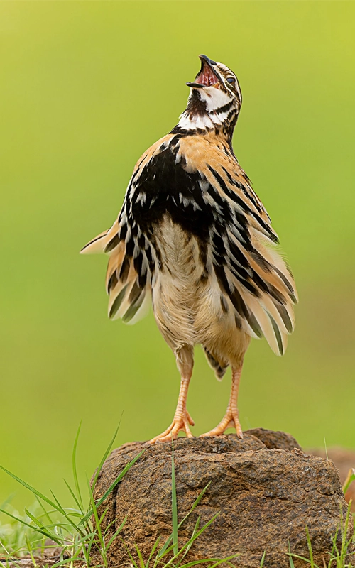 rain-quail
