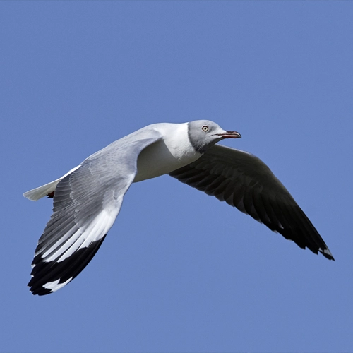 Seabirds