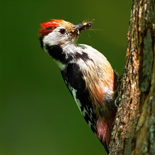 Tree-clinging Birds