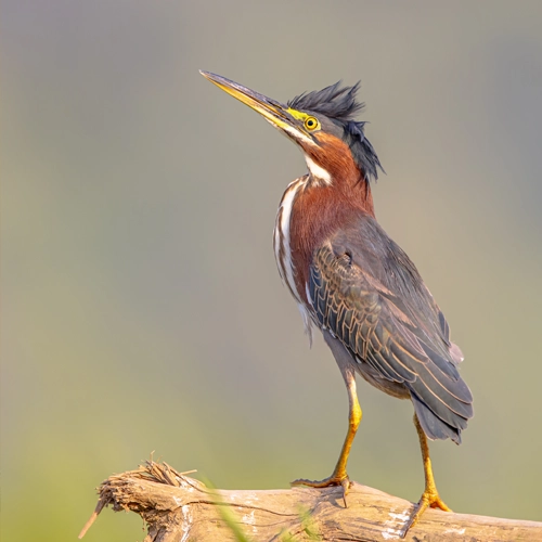 Waders