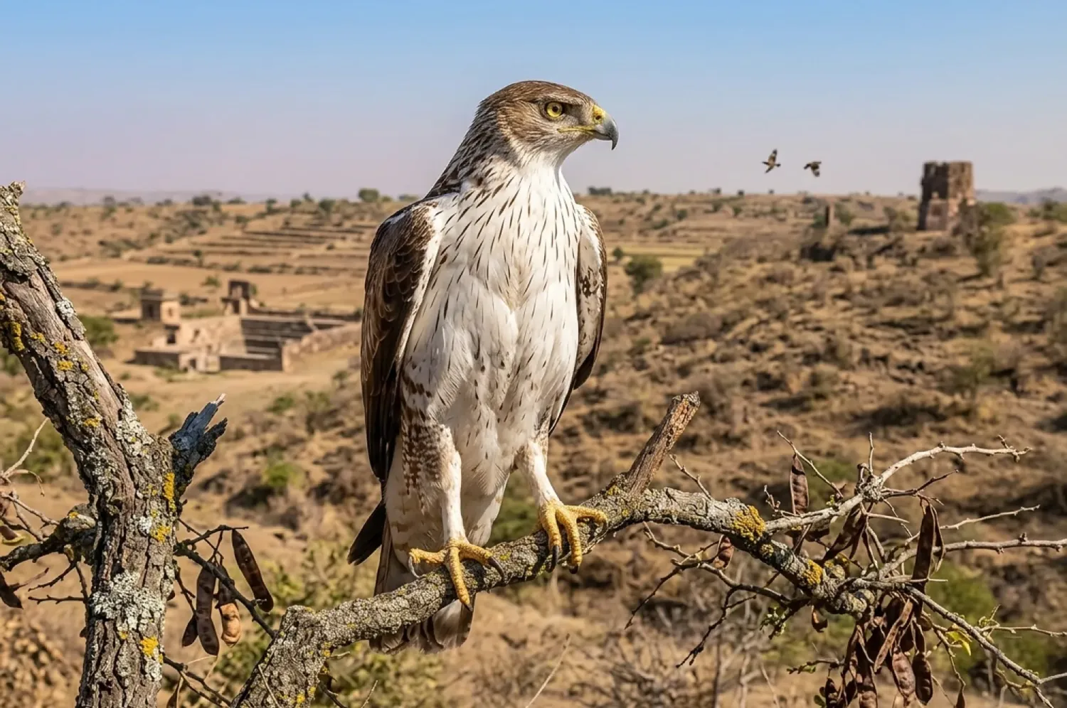 bonellis eagle
