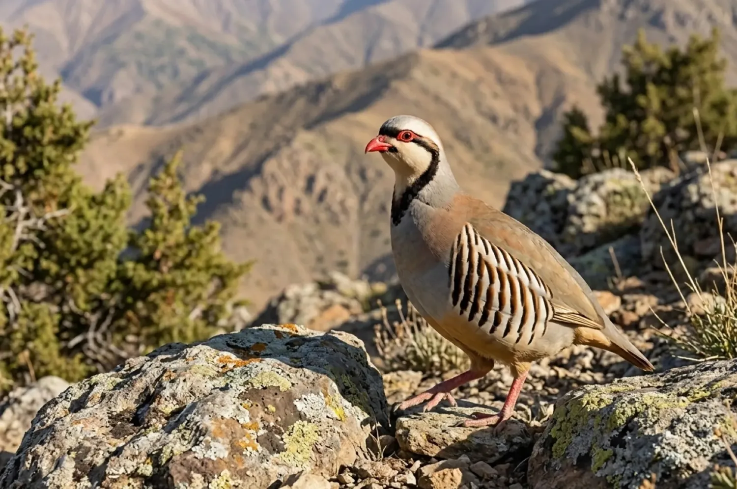 Chukar