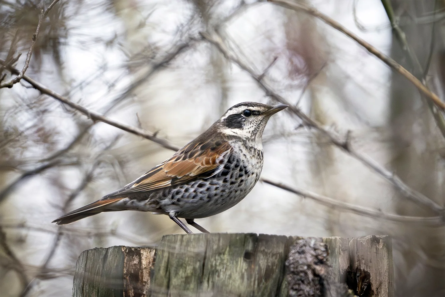 Dusky Thrush