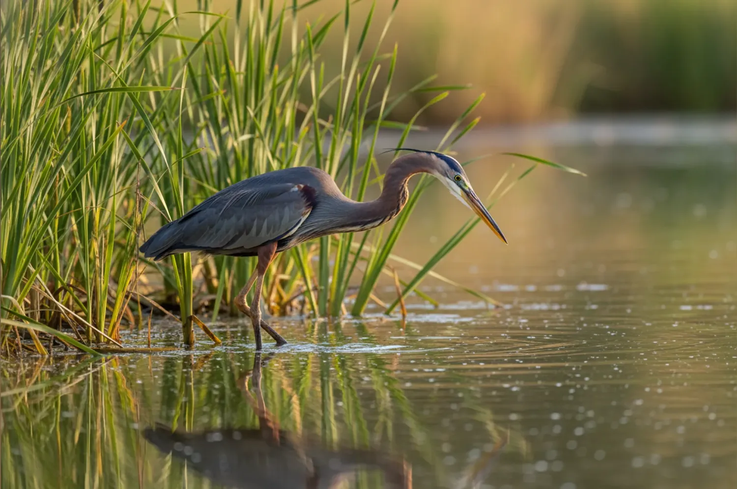 purple heron