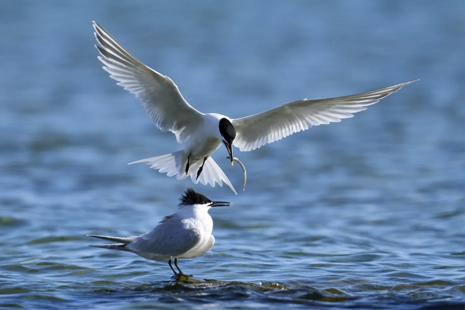 Sandwich Tern