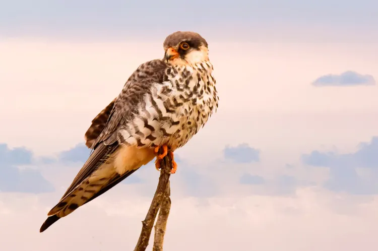 Bird photo