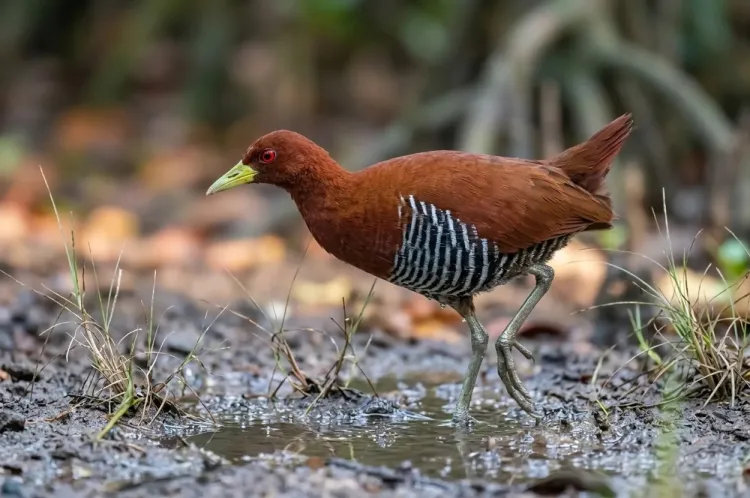Bird photo