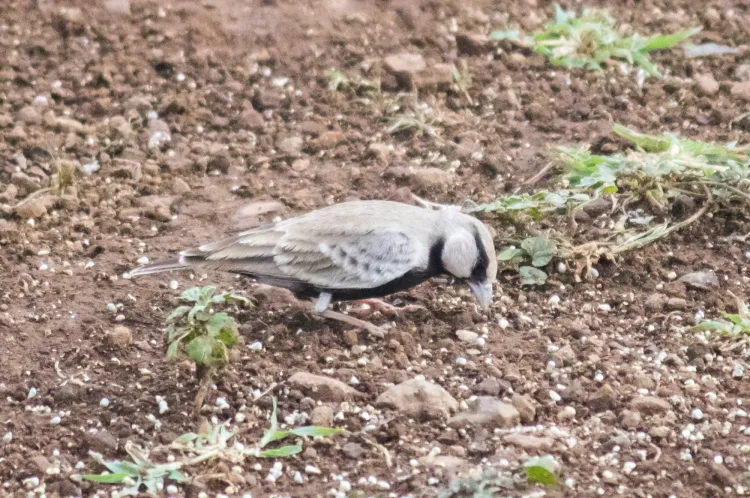 Bird photo