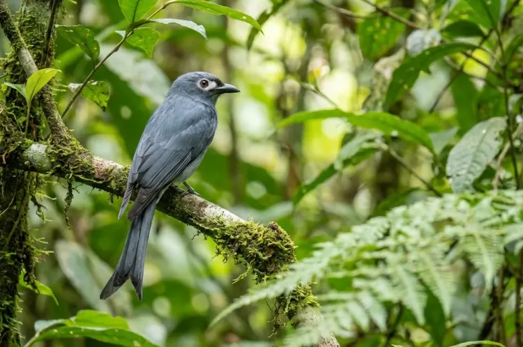 ashy drongo