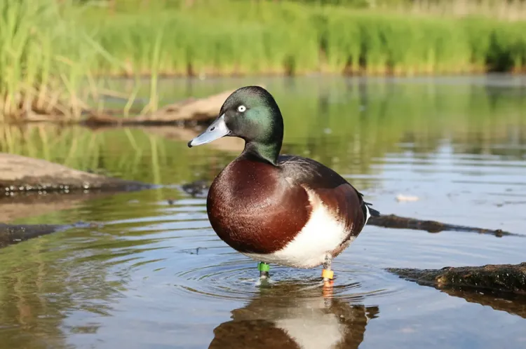 Bird photo