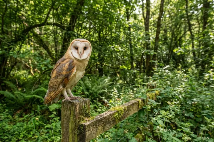 Common Barn-owl