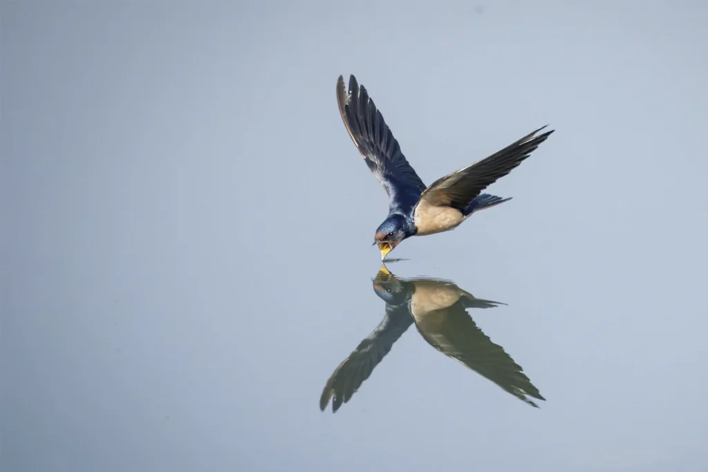 Barn Swallow