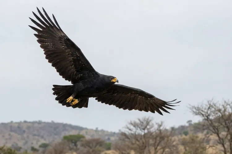 black eagle