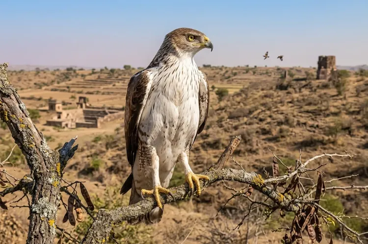 bonellis eagle