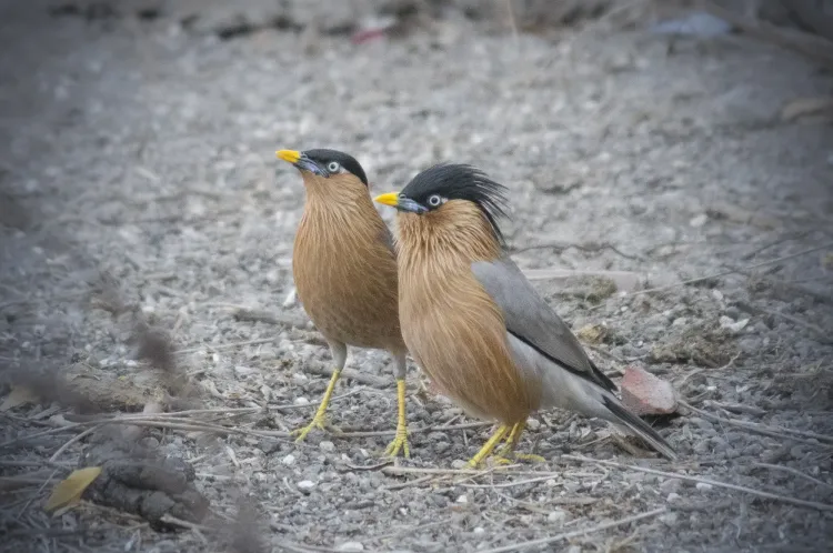 brahminy starling   brahminy myna