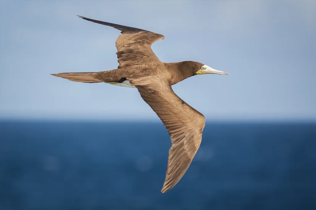 Brown Booby