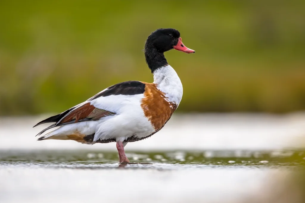 Common Shelduck