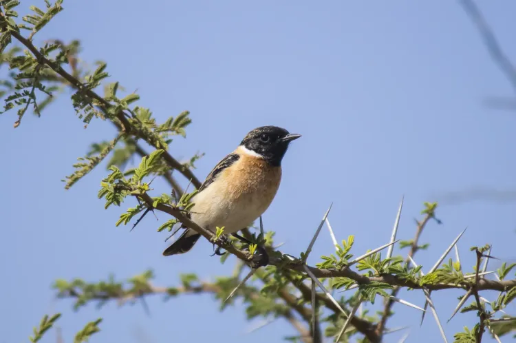 common stonechat
