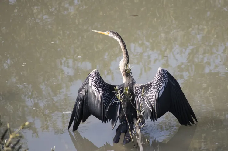 darter