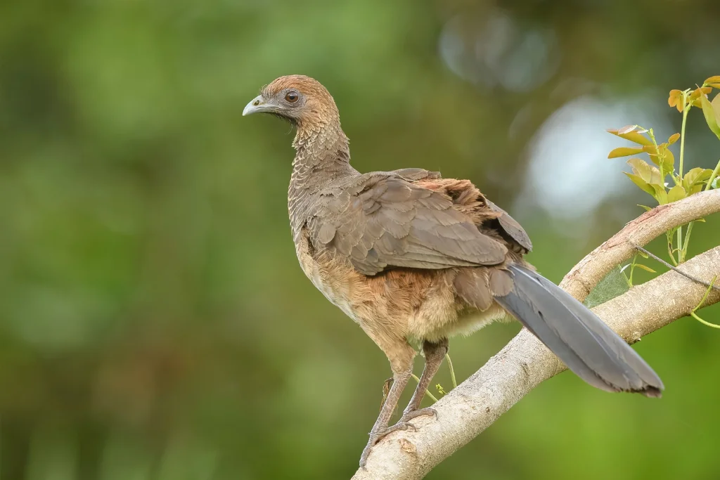 Plain Chachalaca