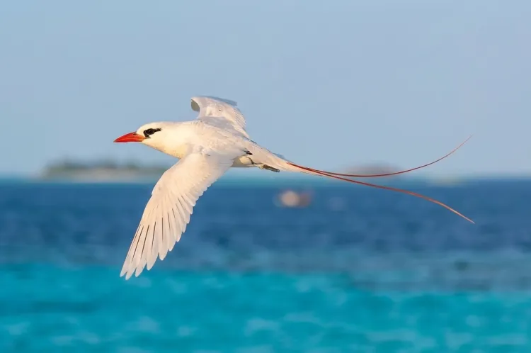 Red-tailed Tropicbird