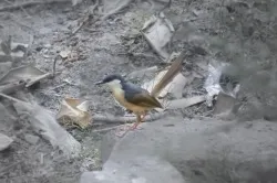 ashy prinia