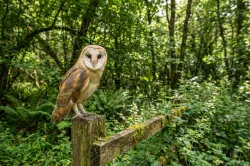 Common Barn-owl
