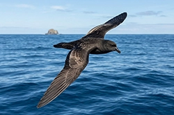 bulwers petrel