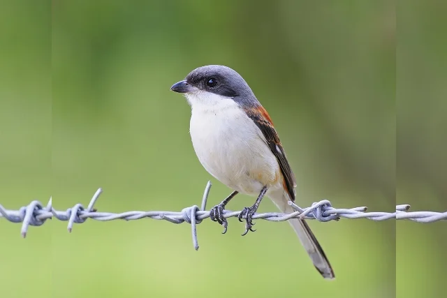Burmese Shrike