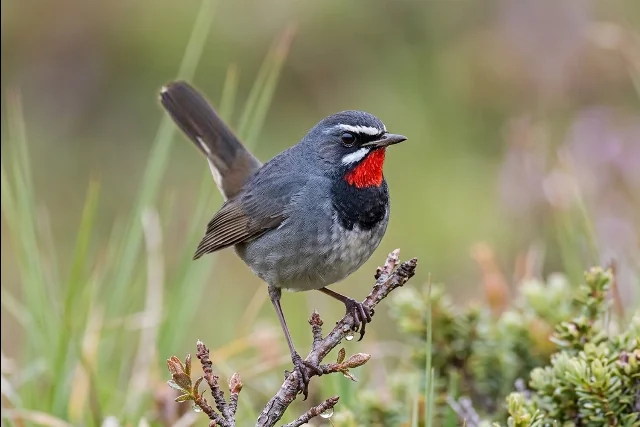 Chinese Rubythroat