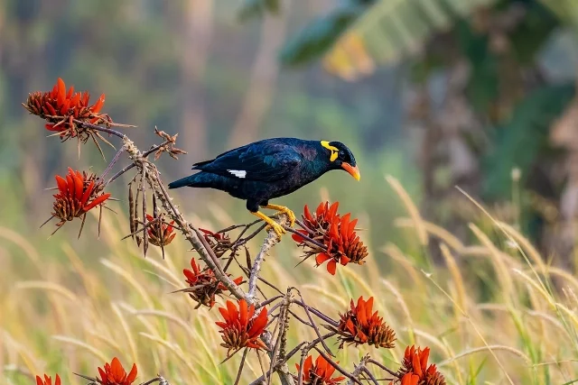 Common Hill Myna