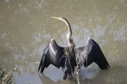 darter