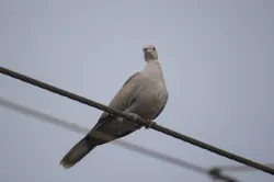 eurasian collared dove