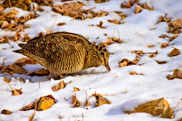 Eurasian Woodcock