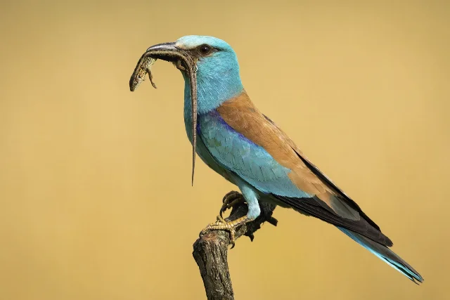 European Roller