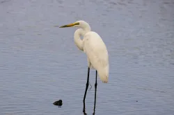 great egret