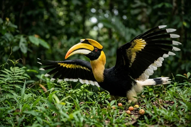 Great Hornbill