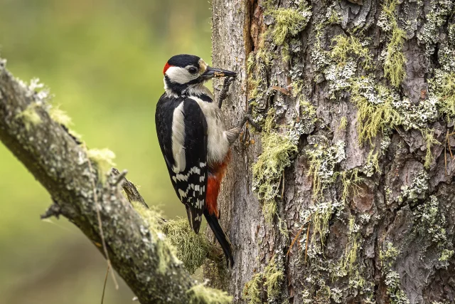 Great Spotted Woodpecker