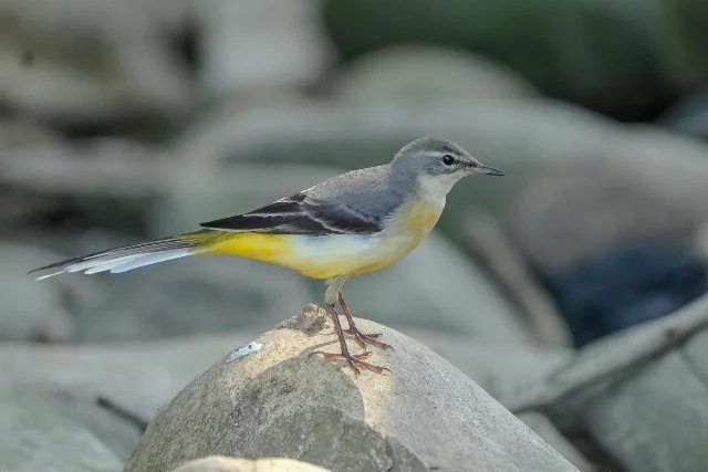 Grey Wagtail