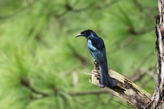 Hair-crested Drongo