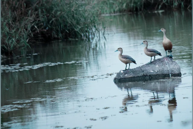 lesser-whistling-duck