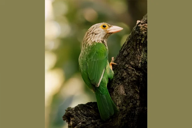 Lineated Barbet