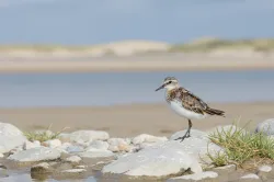 little stint