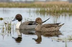 northern pintail